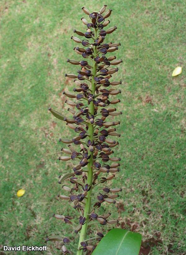 פרח נקבה כדנית 'Nepenthes 'Ventrata