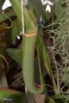 כד עליון של כדנית Nepenthes albomarginata
