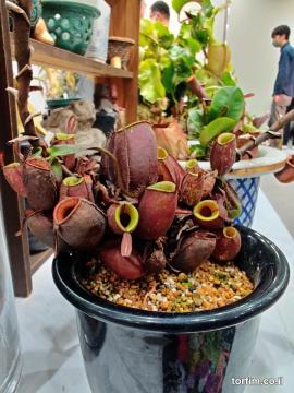 כדנית Nepenthes ampularia