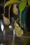 כדנית Nepenthes rafflesiana
