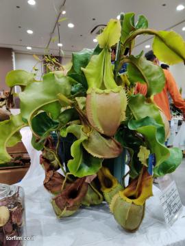 כדנית Nepenthes veitchii
