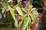 כדנית Nepenthes alata 'luzon'