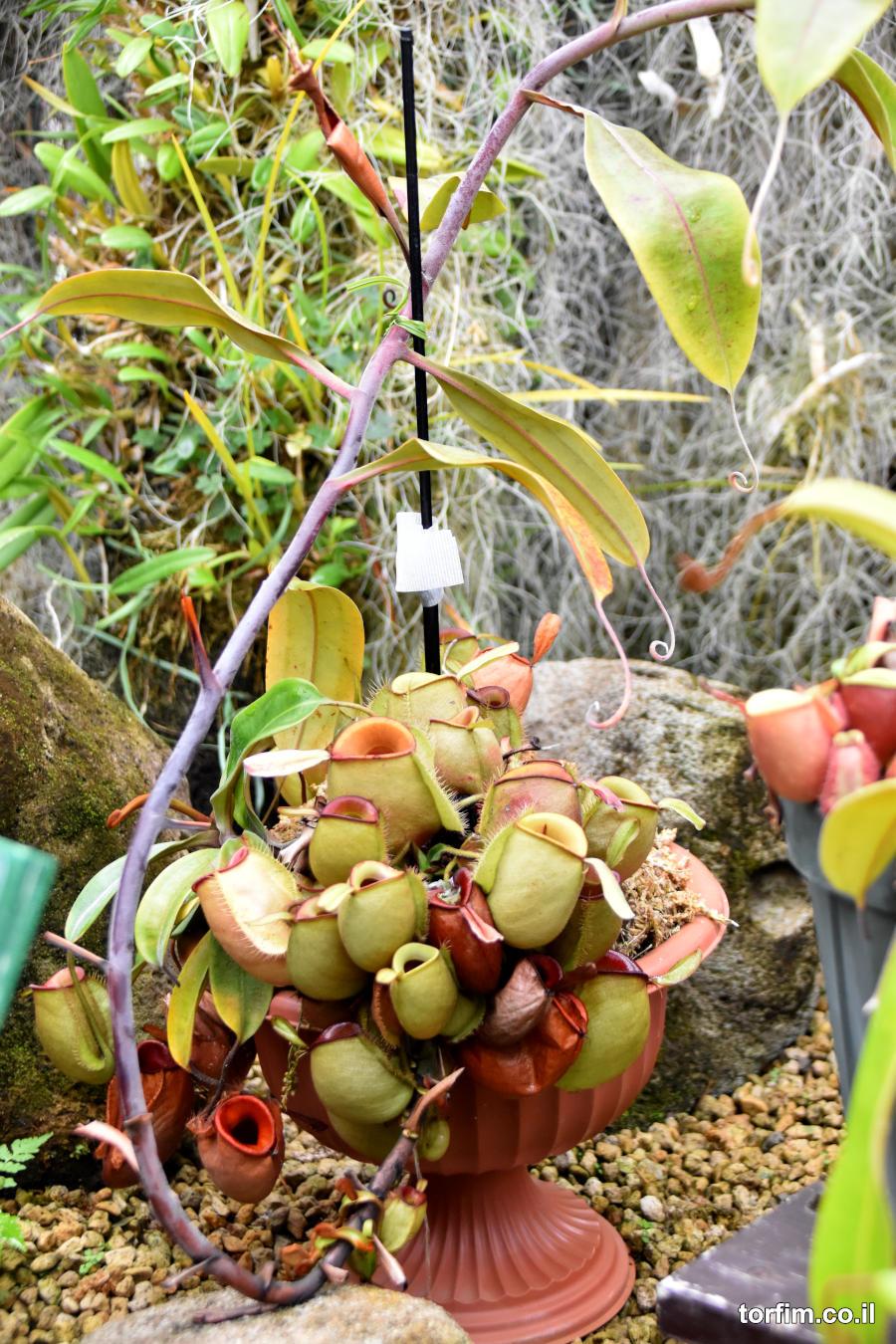 כדנית Nepenthes ampularia