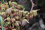 כדנית Nepenthes ampularia
