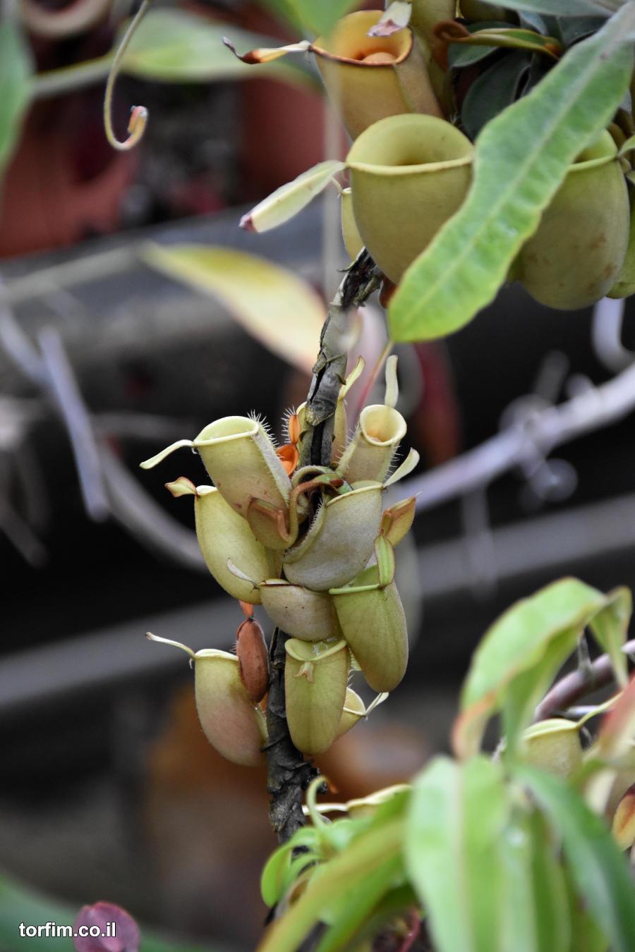 כדנית Nepenthes ampularia