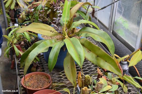 צמח כדנית ערפדית N. bicalcarata