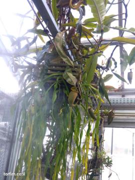 צמח בוגר כדנית ערפדית N. bicalcarata