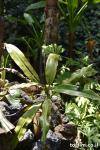 צמח כדנית ערפדית N. bicalcarata