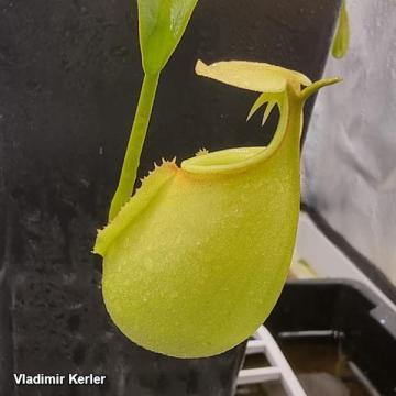 כד תחתון כדנית ערפדית N. bicalcarata