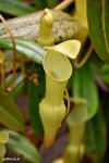 כדנית Nepenthes pervillei