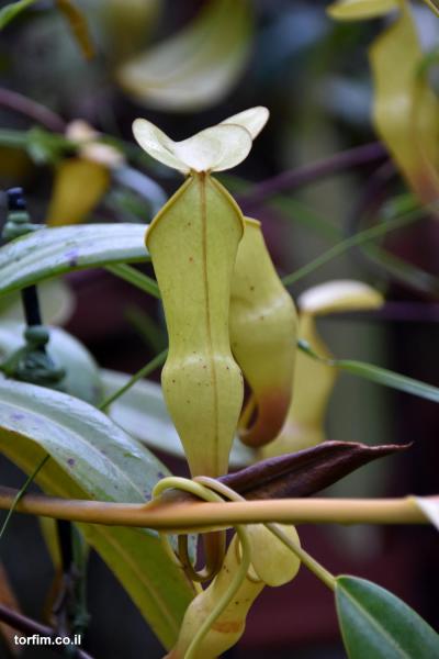 כדנית Nepenthes pervillei
