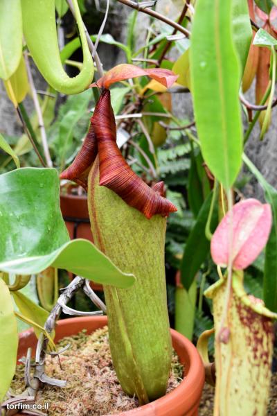 כדנית Nepenthes truncata