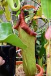 כדנית Nepenthes truncata - טלפון סלולארי ליד הכד, להשוואה