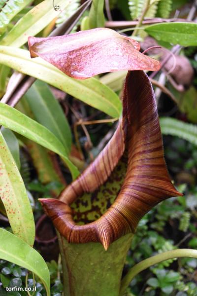 כדנית Nepenthes truncata