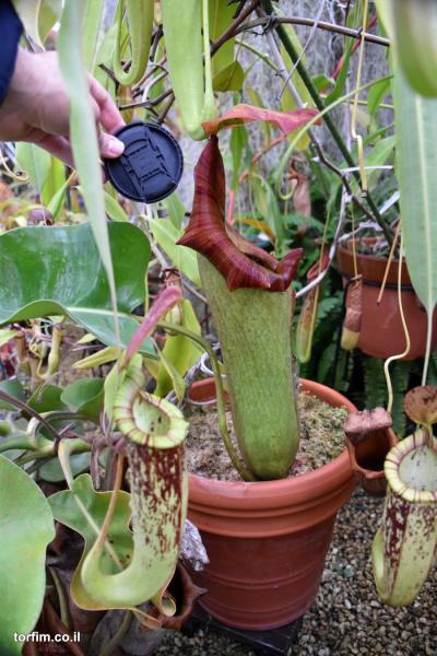 כדנית Nepenthes truncata - מכסה עדשה ליד הכד, להשוואה