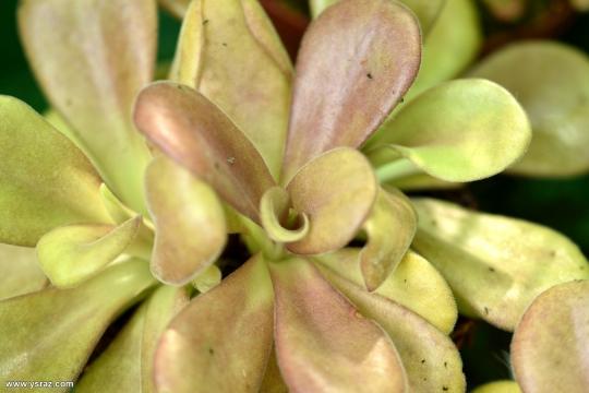 חמאית אגנטה Pinguicula agnata