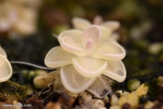 חמאית Pinguicula ehlersiae