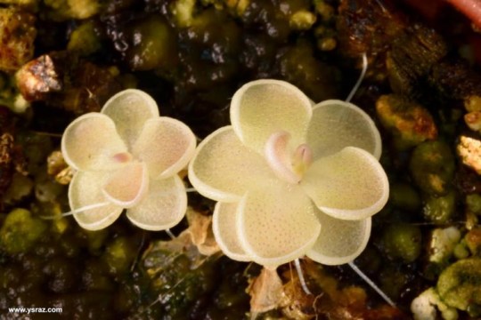 חמאית Pinguicula ehlesiae