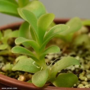 חמאית Pinguicula gigantea