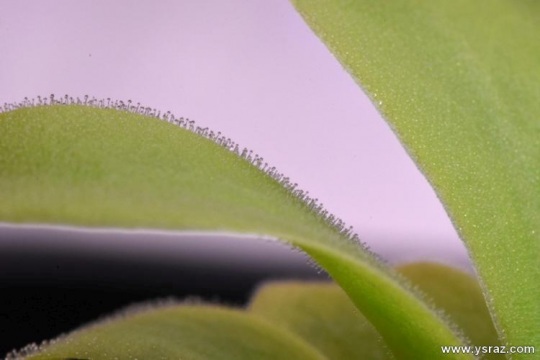 עלה חמאית Pinguicula gigantea