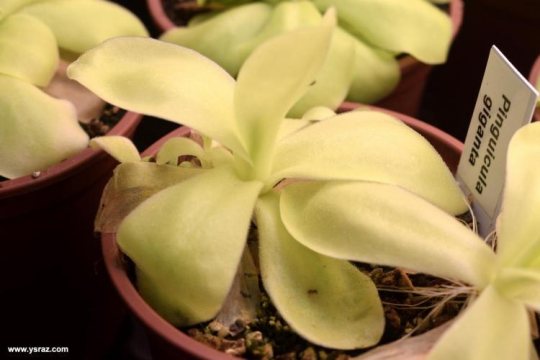 חמאית Pinguicula gigantea