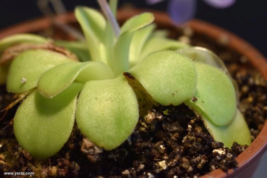 חמאית אגנטה Pinguicula agnata