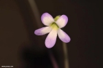 פרח חמאית אגנטה Pinguicula agnata flower
