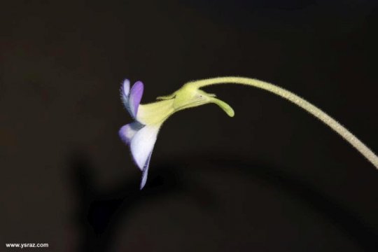 פרח חמאית אגנטה Pinguicula agnata flower