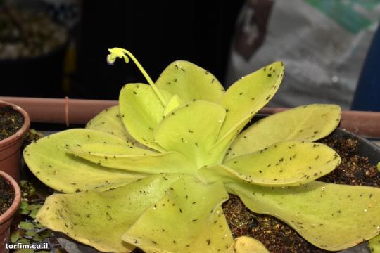 חמאית Pinguicula gigantea
