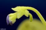 פרח חמאית Pinguicula gigantea לפני שנפתח