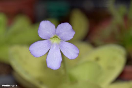 פרח חמאית Pinguicula gigantea