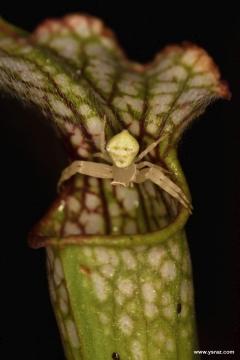 אורח שבנה בית בכניסה למלכודת שופרית לבנה S. leucophylla