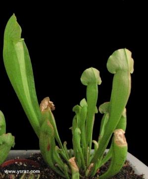 שופרית בראבא Sarracenia Barba x purpurea