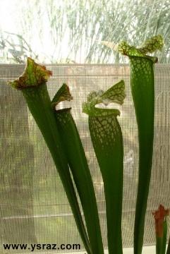 שופרית לבנה Sarracenia Leucophylla