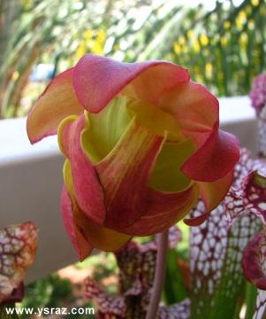 פריחת שופרית לבנה Leucophylla