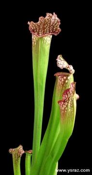 הכלאה של שופרית לבנה Sarracenia Hybrid