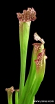 הכלאה של שופרית לבנה Sarracenia Hybrid