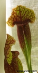 שופרית מיצ'יליאנה Mitchelliana leucophylla x purpurea