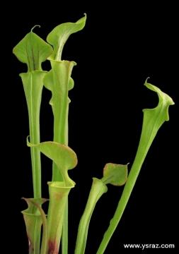 שופרית צהבהבה Sarracenia Flava