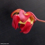 פרח שופרית מיצ'יליאנה Mitchelliana leucophylla x purpurea