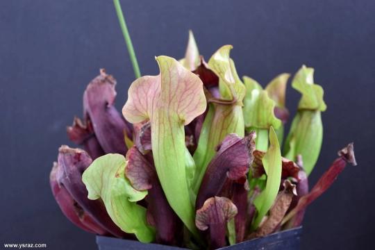 שופרית בראבא Sarracenia Barba x purpurea