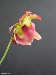פרח שופרית בראבא Sarracenia Barba x purpurea