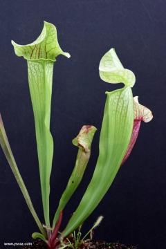 שופרית אווה Mitchelliana x leucophylla var. alba