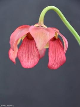 פרח שופרית אווה Mitchelliana x leucophylla var. alba
