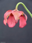 פרח שופרית אווה Mitchelliana x leucophylla var. alba