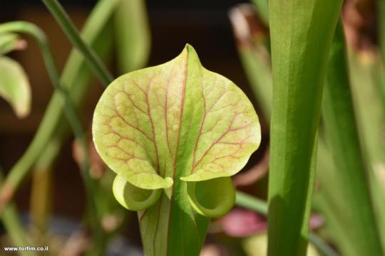 Sarracenia flava var atropurpurea
