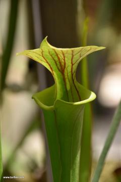 Sarracenia flava var atropurpurea