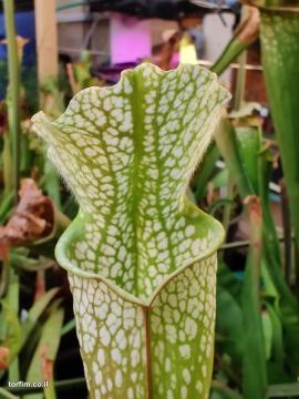 Sarracenia leucophylla White Top ex Sryba