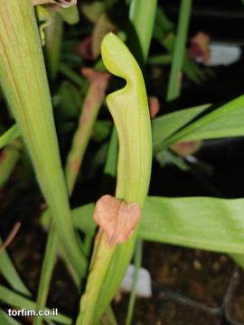 Sarracenia rubra ssp  wheryii