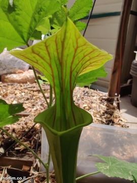 שופרית צהבהבה Saracenia flava var cuprea